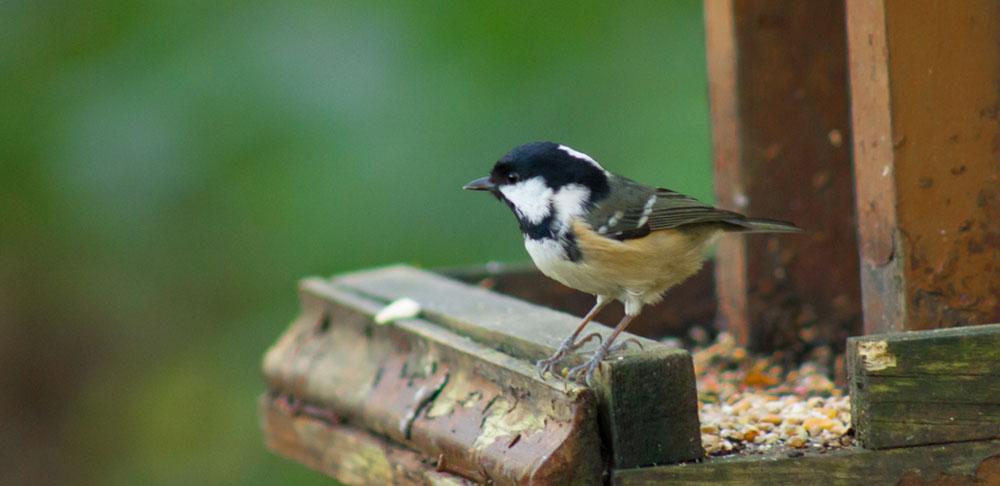 Tips For Keeping Bird Feeders Clean Bird Feeders