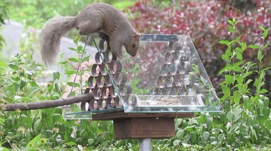 Squirrels Will Be Squirrels Bird Feeders