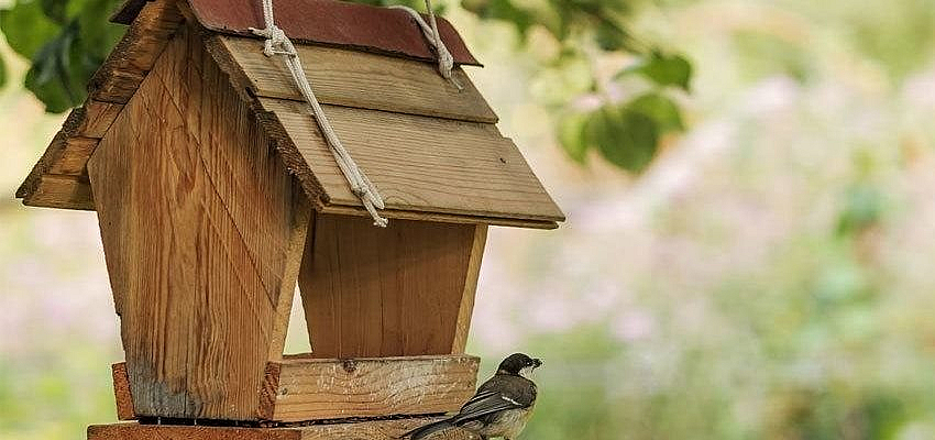 Bird Feeders Archives Bird Feeders